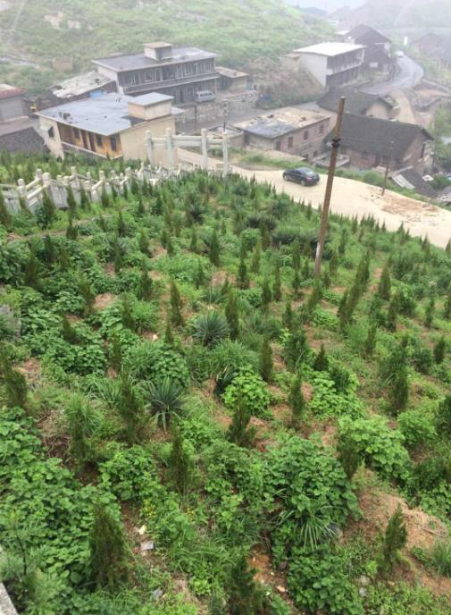 湖南省冷水江市錫礦山地區(qū)生態(tài)修復(fù)項目
